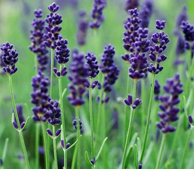 Французская лаванда Французская лаванда
