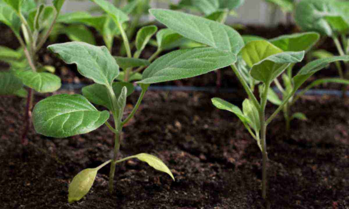 Земля для выращивания семян баклажанов обязательно должна быть рыхлая и легкая.