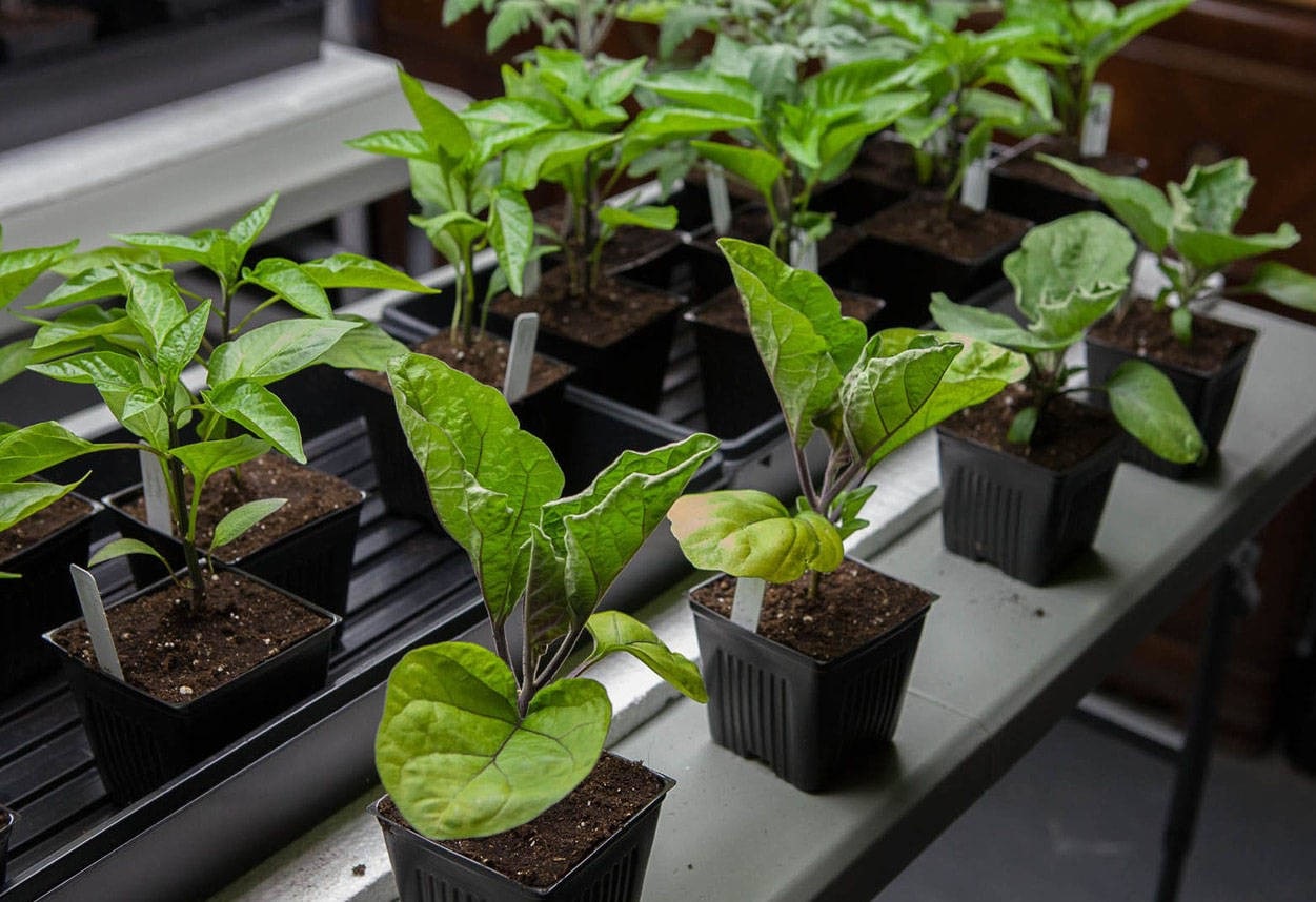 Когда сажать рассаду баклажанов и какому сорту отдать предпочтение?