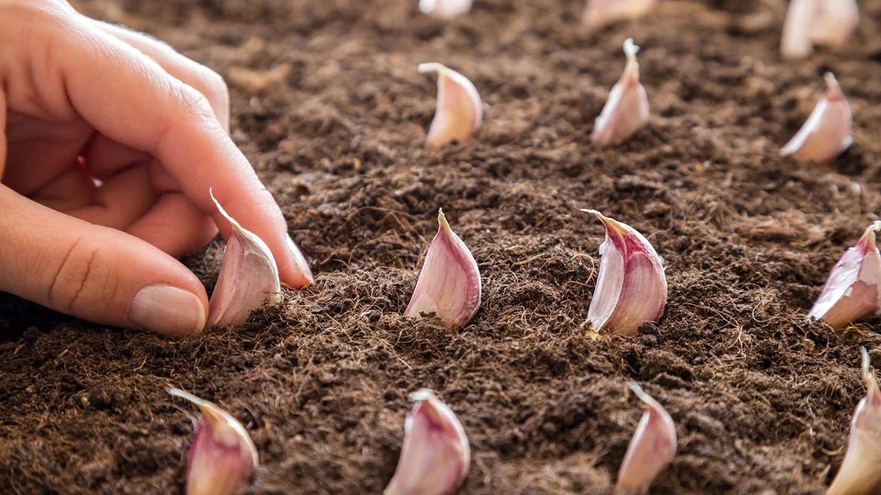 Для успешного выращивания чеснока следует выбрать ровный, хорошо освещенный участок с качественным дренажем.