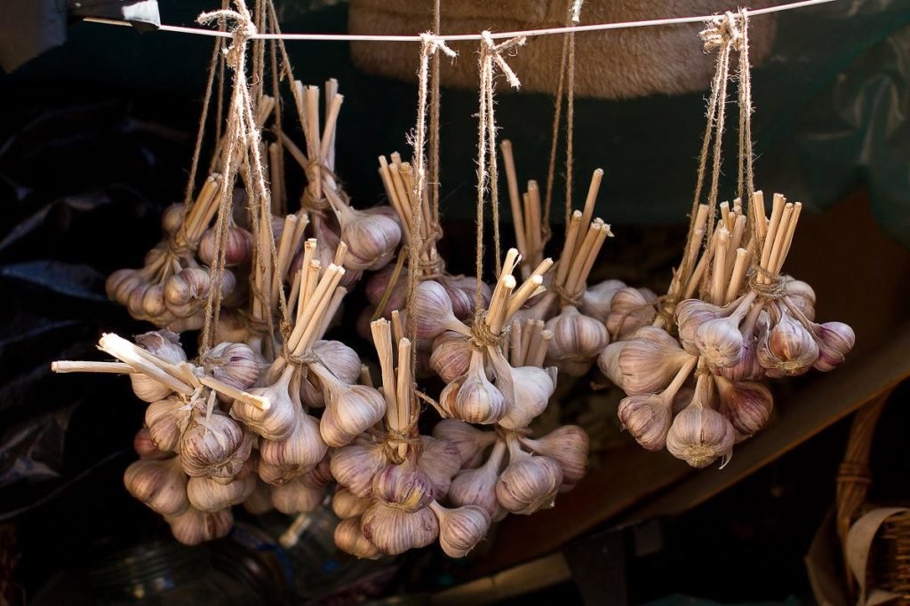 Хранение чеснока в домашних условиях