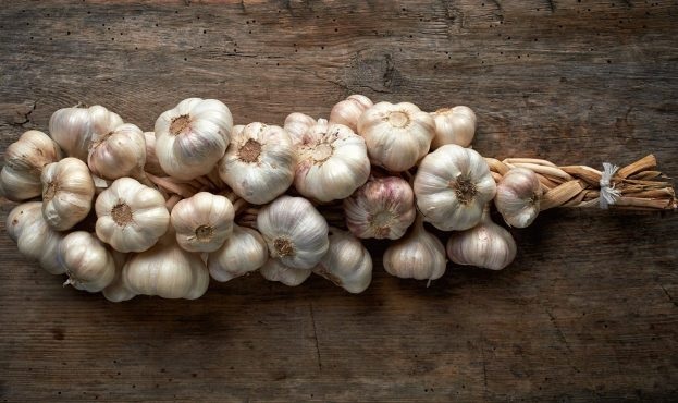 Рентабельность выращивания чеснока в Украине достаточно высока.