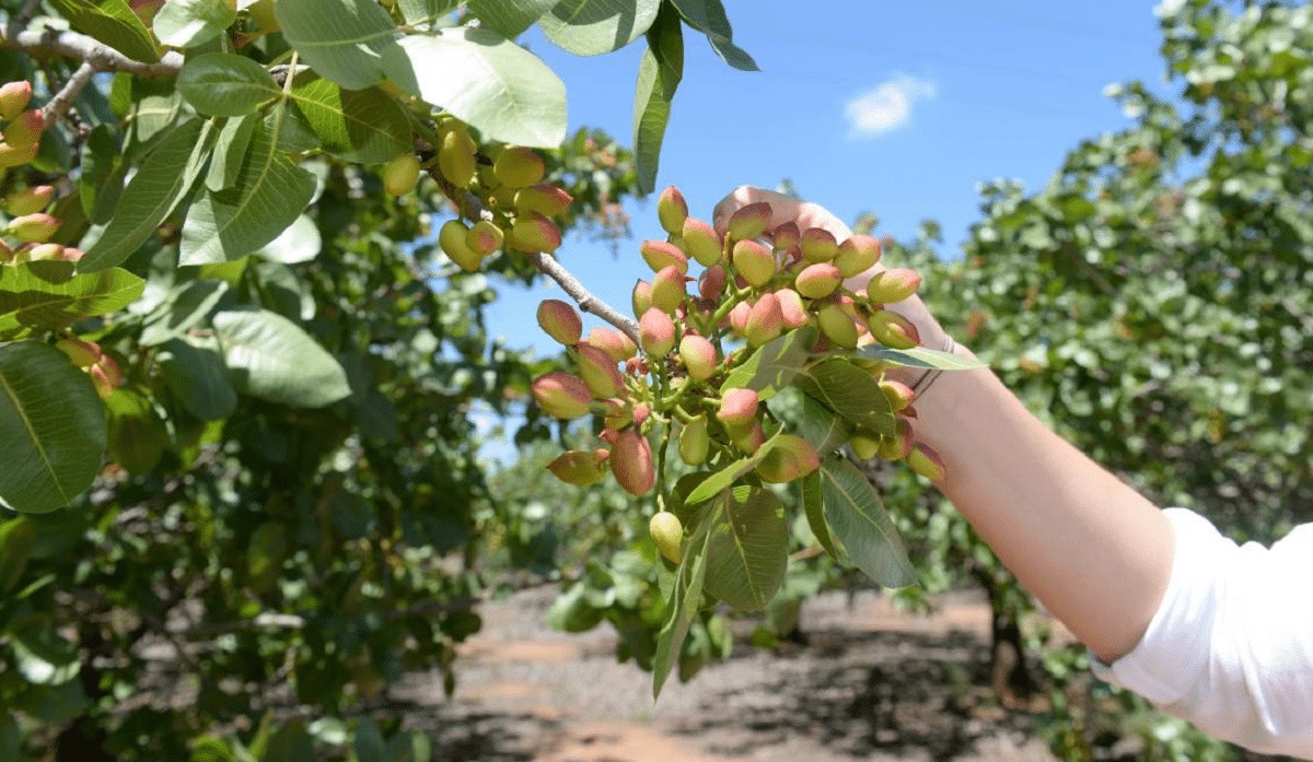 Фисташки нуждаются в сухом климате, легких суглинистых почвах с хорошей водопроницаемостью и минимальным уровнем грунтовых вод.