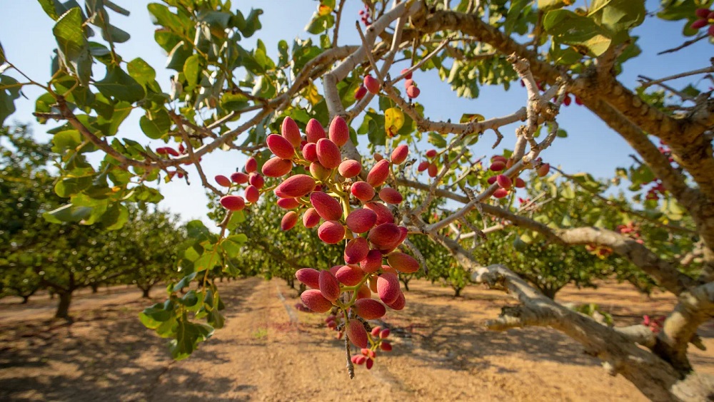 Фисташки – это одни из самых популярных орехов в мире, известные своим насыщенным вкусом и пользой для здоровья.