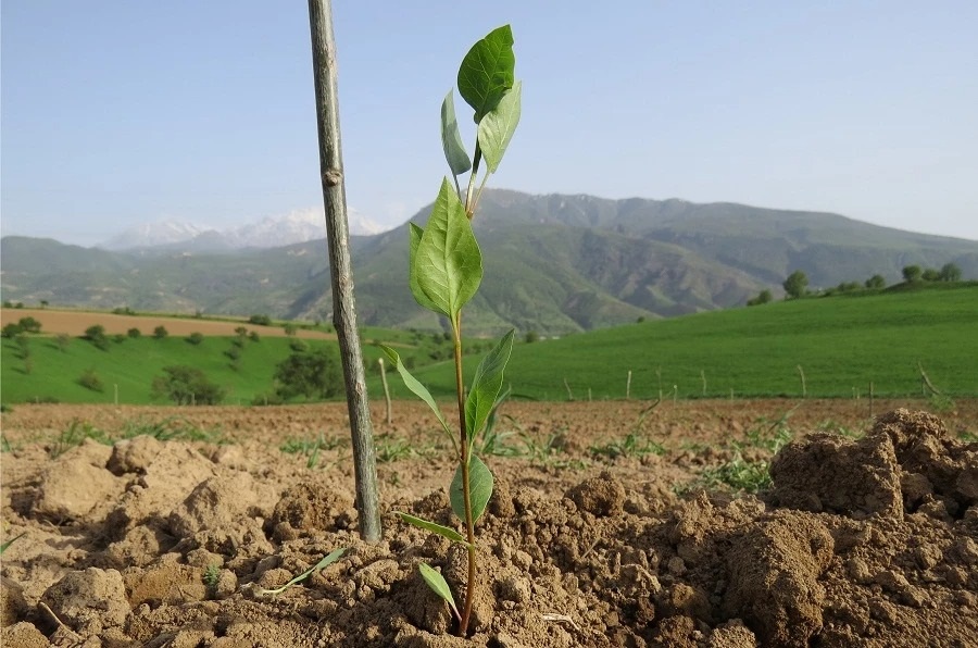 Лучшими периодами для посадки фисташки считаются весна или ранняя осень.