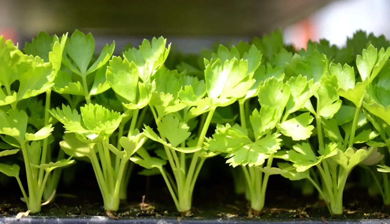 Кинзу можно аккуратно выкопать на огороде и пересадить в горшок.