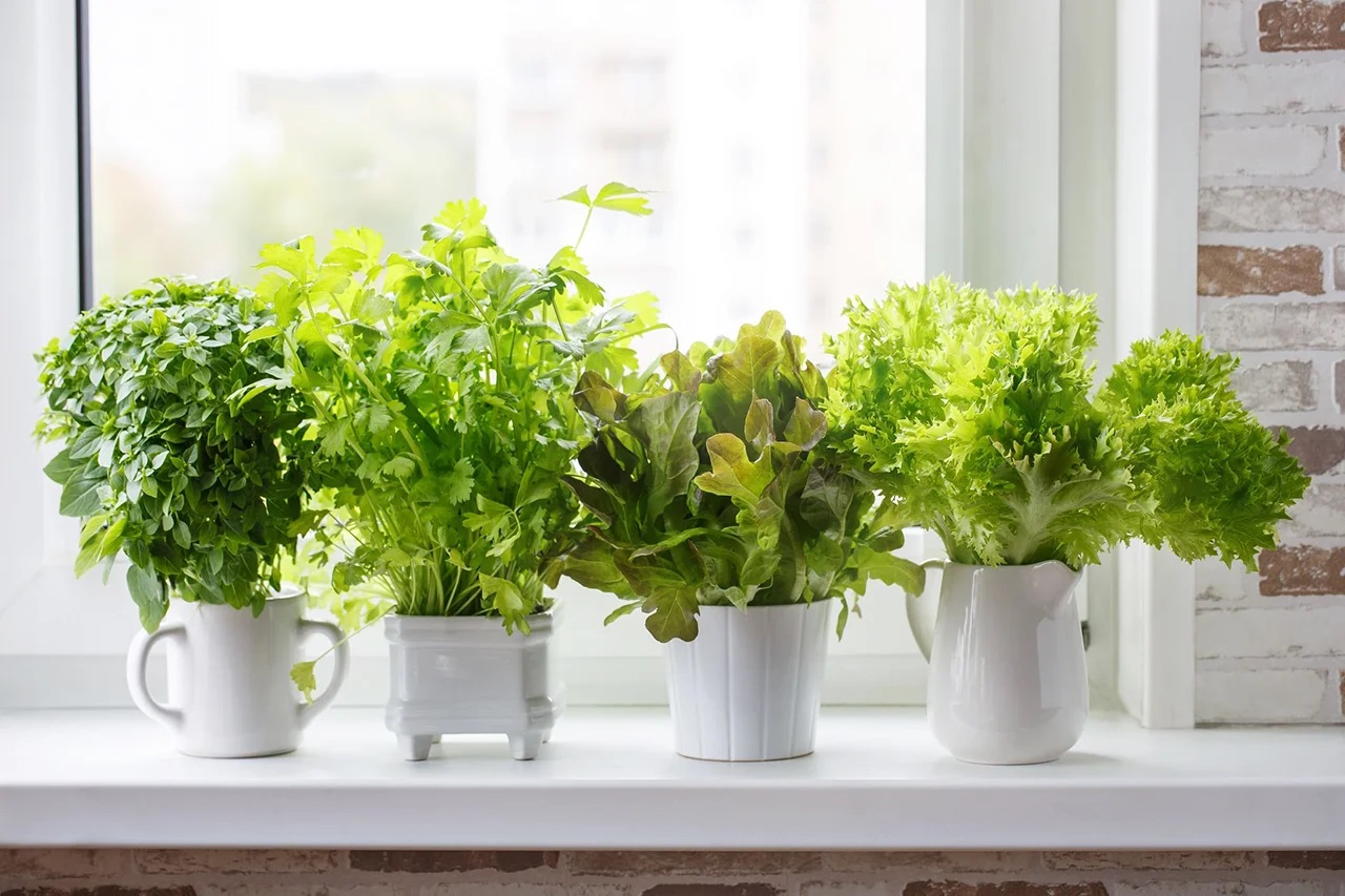 Ароматная кинза способна придать пикантности и изюминке любому блюду.