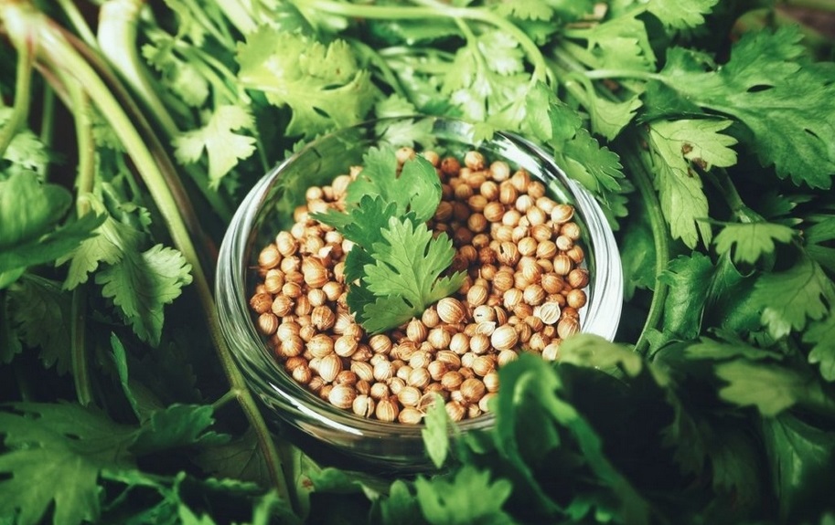 Перед посевом семена замачиваем в воде на 12-24 часа.