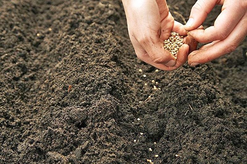 Посев кунжута Посев кунжута