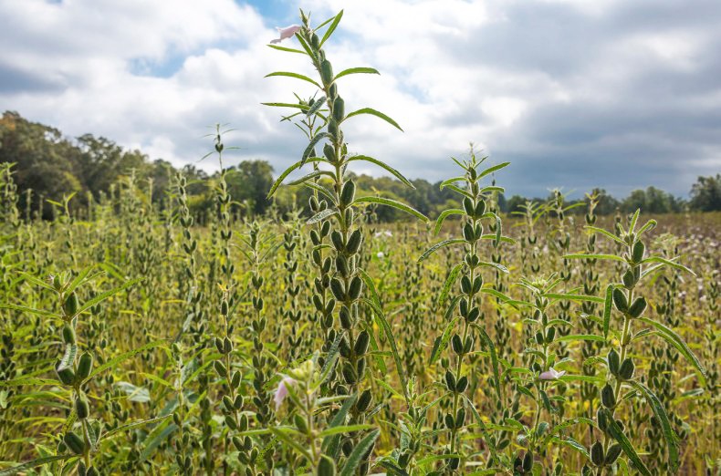 Кунжут – однолетнее травянистое растение, богатое маслами. Кунжут – однолетнее травянистое растение, богатое маслами.