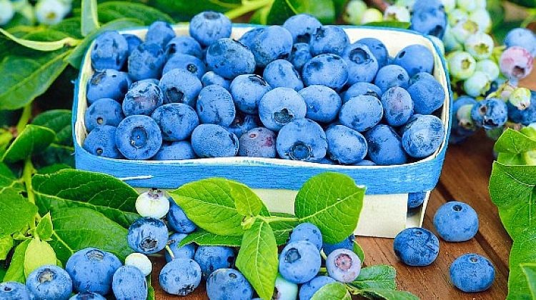 Голубика очень вкусная и насыщенная витаминами ягода. Голубика очень вкусная и насыщенная витаминами ягода.