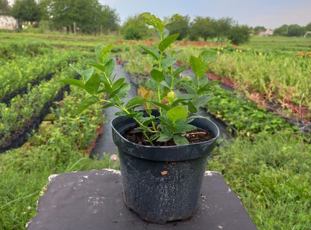 Для посадки голубики рекомендуется использовать субстрат, специально предназначенный для выращивания растений, любящих кислую почву. Для посадки голубики рекомендуется использовать субстрат, специально предназначенный для выращивания растений, любящих кислую почву.