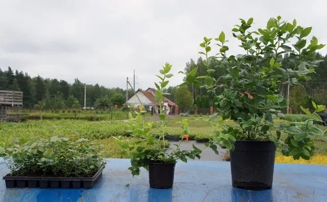 Какой сорт голубики лучше выращивать в контейнере? Какой сорт голубики лучше выращивать в контейнере?