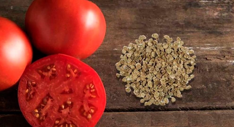 Выбирая семена для домашнего выращивания, важно обращать внимание на сроки созревания плодов. Выбирая семена для домашнего выращивания, важно обращать внимание на сроки созревания плодов.