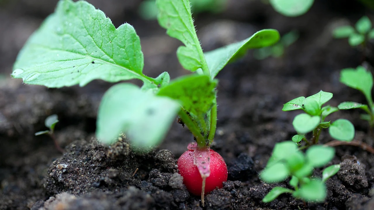 Редис, растущий в парнике, не требует особого ухода, достаточно регулярного полива и удаления сорняков.