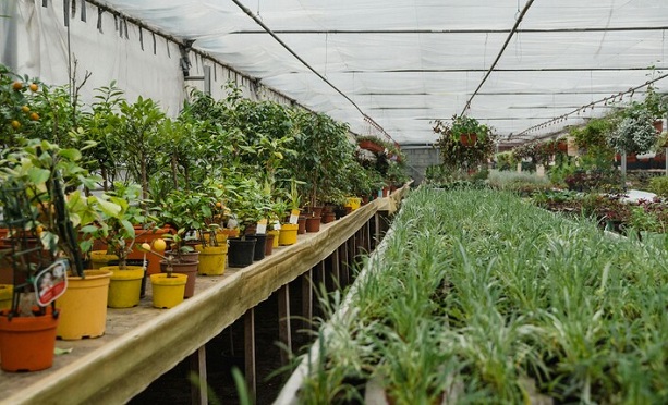 Досвідчені господарі рідко залишають теплицю порожньою, засаджуючи її протягом всього року. 