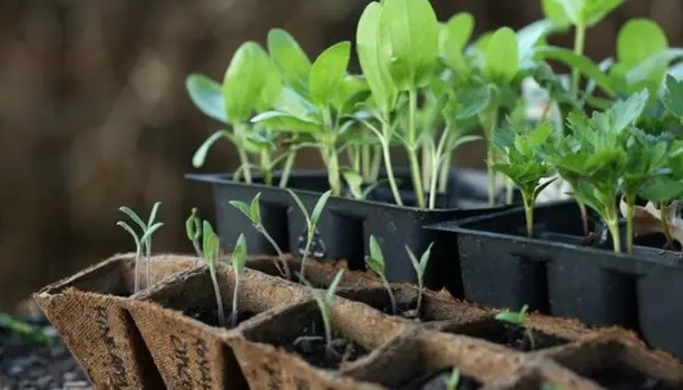 Розсада — це ще один перспективний напрям тепличного бізнесу.