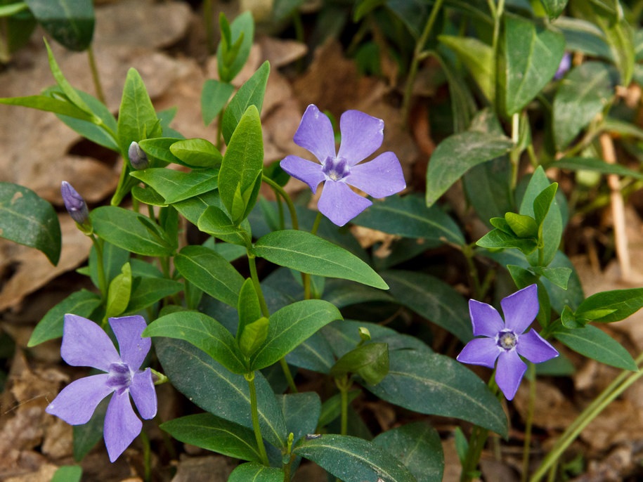 Барвинок не требует сложного ухода.