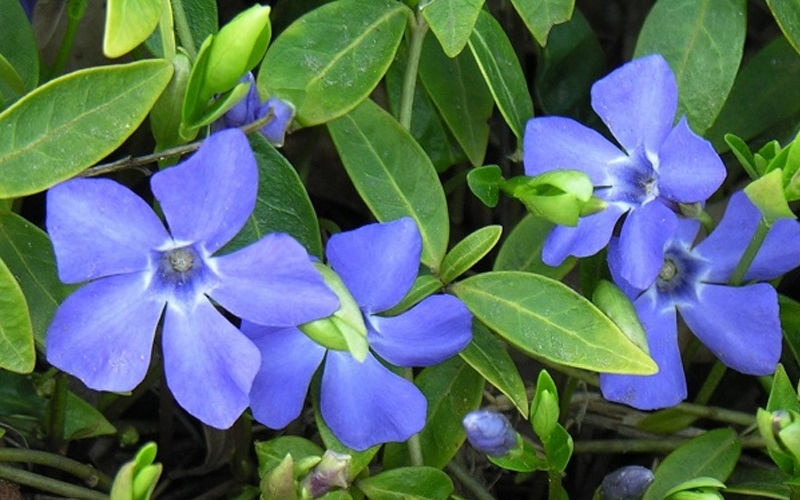 Барвинок – травянистое растение, цветущее с ранней весны.