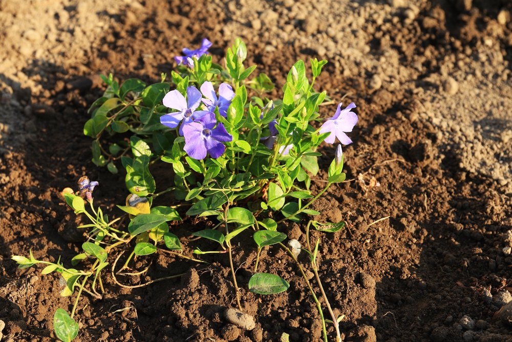 Оптимальным для барвинка является легкая, хорошо дренированная почва.