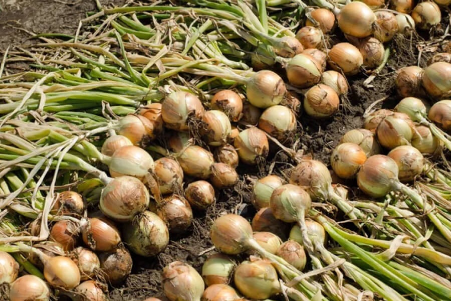 Сбор урожая лука Сбор урожая лука