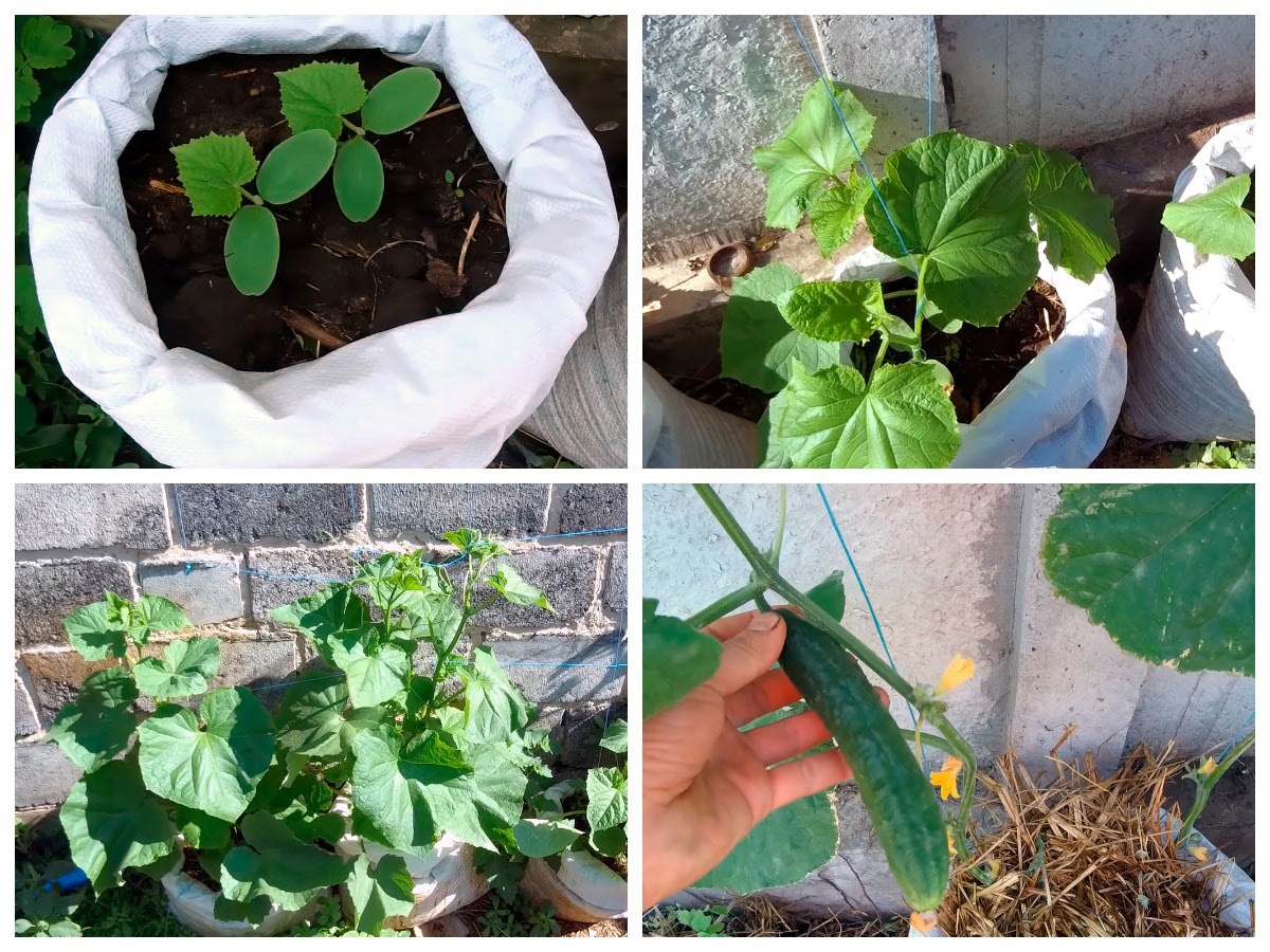 Для выращивания огурцов в мешках следует выбирать ультраранние сорта.