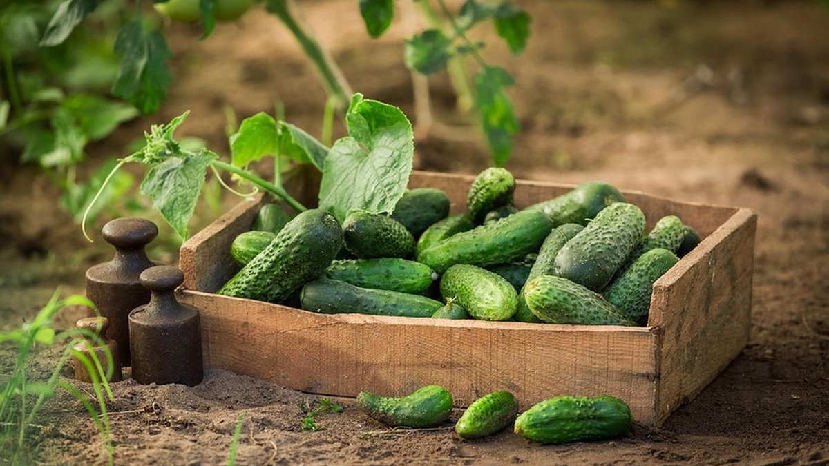 Огурцы можно выращивать в мешках.