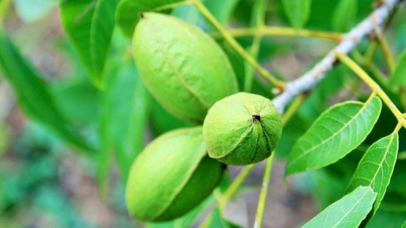 Пекан активно выращивается как на юге нашей страны, так и в других областях.