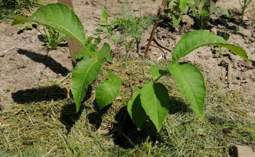 Пекану требуется солнечный свет, как минимум, 6-8 часов в день.