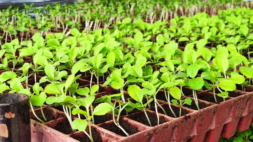 Продажа рассады оптовикам – это классический вариант для производителей с большими объемами продукции.