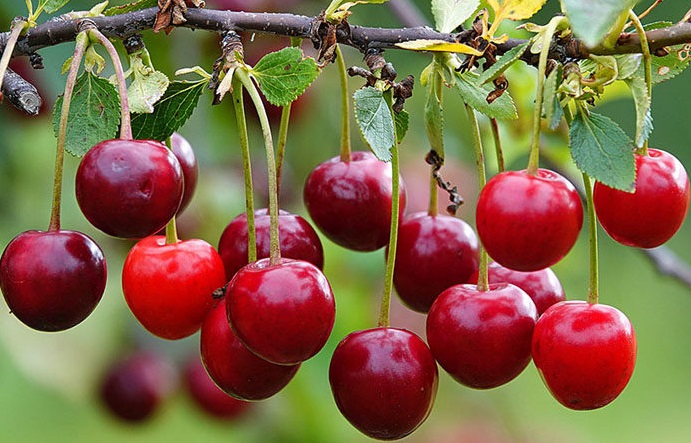 Вишня хорошо переносит морозы и засуху, и менее прихотлива в уходе.
