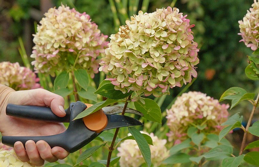 Каждый вид гортензии требует индивидуального подхода к обрезке.