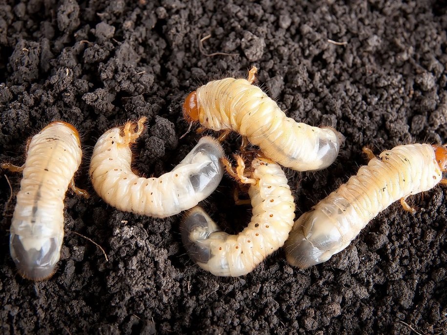 Личинки майского жука