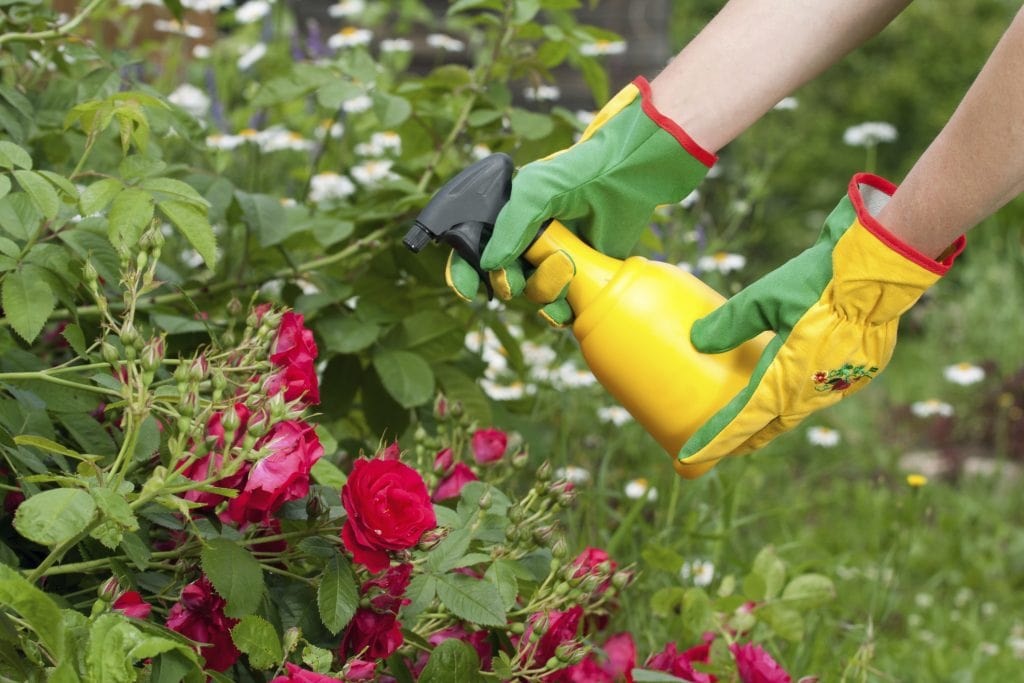 Подкормка чайно-гибридных роз