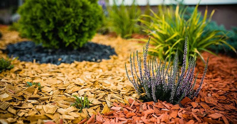 Мульчирование многолетних растений