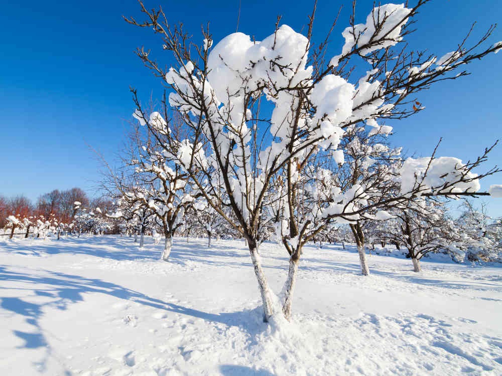Сад в зимнее время