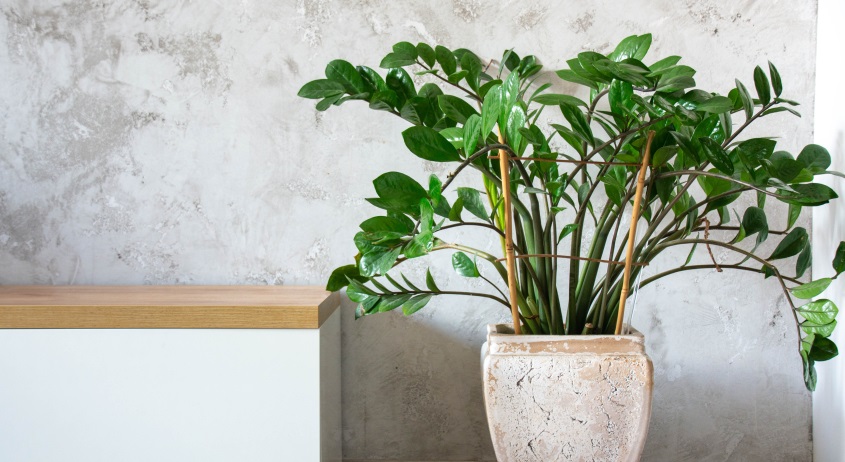 Замиокулькас лучше растет при ярком, но рассеянном освещении.