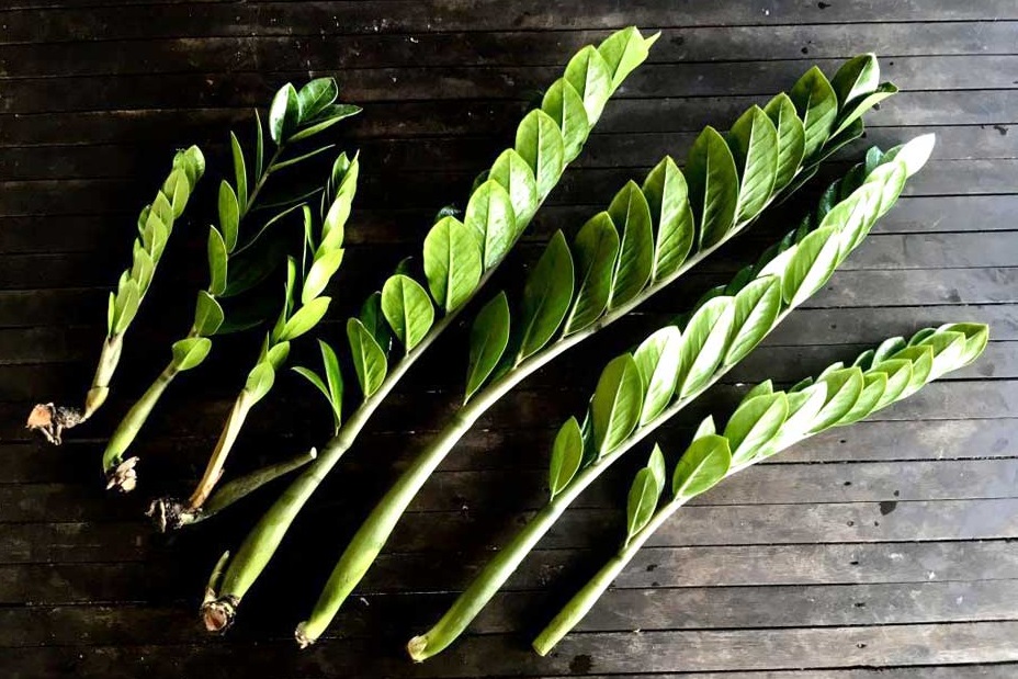 Размножение долларового дерева черенками.