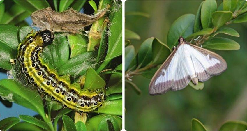 Самшитная огневка — опасный вредитель, способный нанести серьезный вред зеленым насаждениям.
