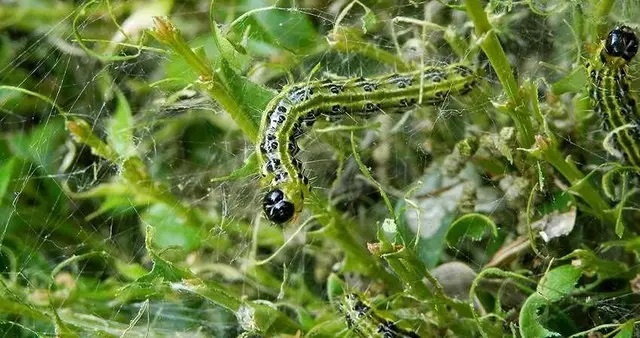Если на вашем участке появились первые признаки самшитовой огневки, медлить нельзя.