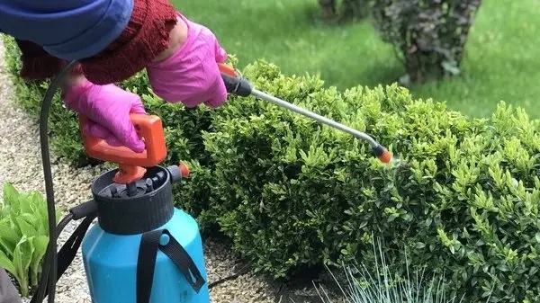 Чтобы защитить самшит от огневки, нужно регулярно обрабатывать кусты инсектицидами.