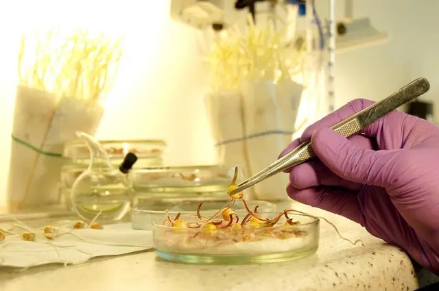 Проверка семян на схождение Проверка семян на схождение