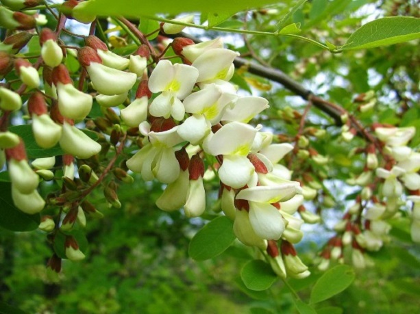 Белая акация Белая акация