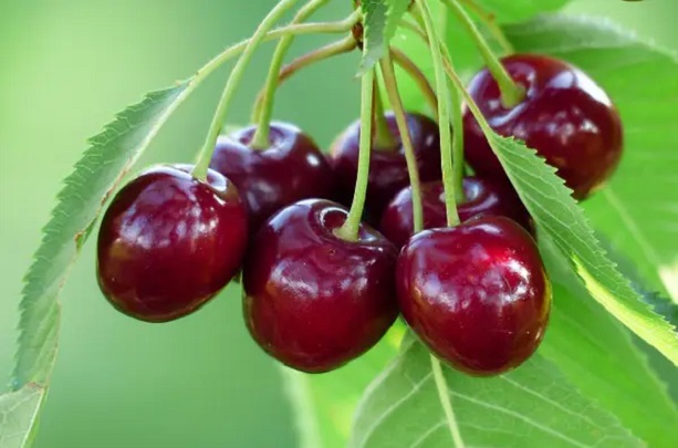 Черешня Черешня