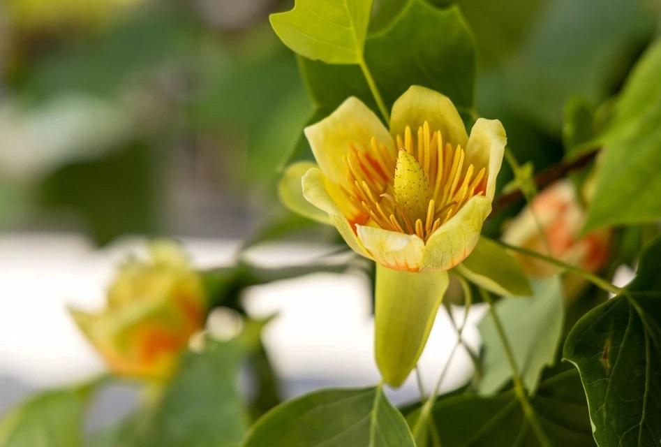 Тюльпановое дерево – это величественное растение, поражающее своей красотой и быстрым темпом роста. Тюльпановое дерево – это величественное растение, поражающее своей красотой и быстрым темпом роста.