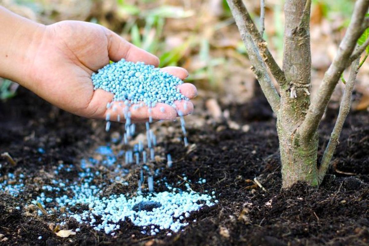 Калий считается основным элементом защиты растений в прохладный период.