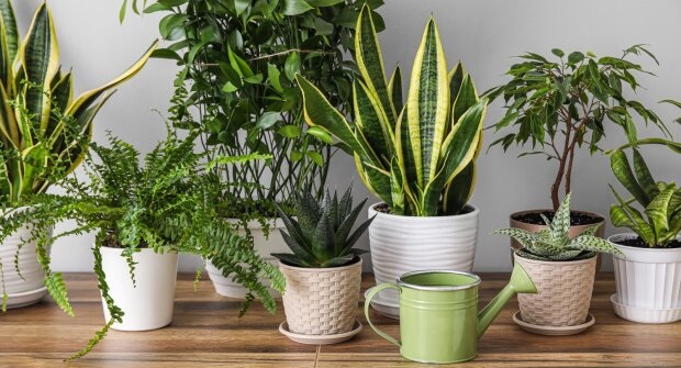 Вазоны в спальне должны не только вписываться в интерьер, но и влиять на эмоциональное состояние человека.