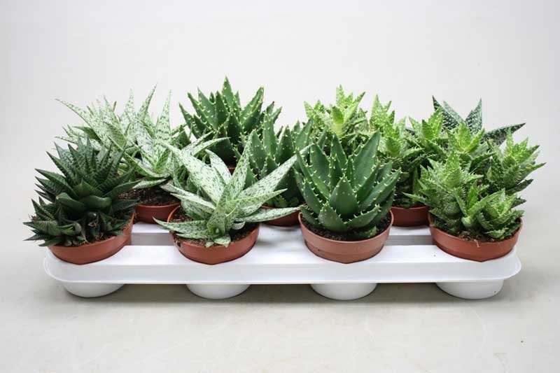 Алоэ – прекрасно смотрится и при этом не требует особого ухода.