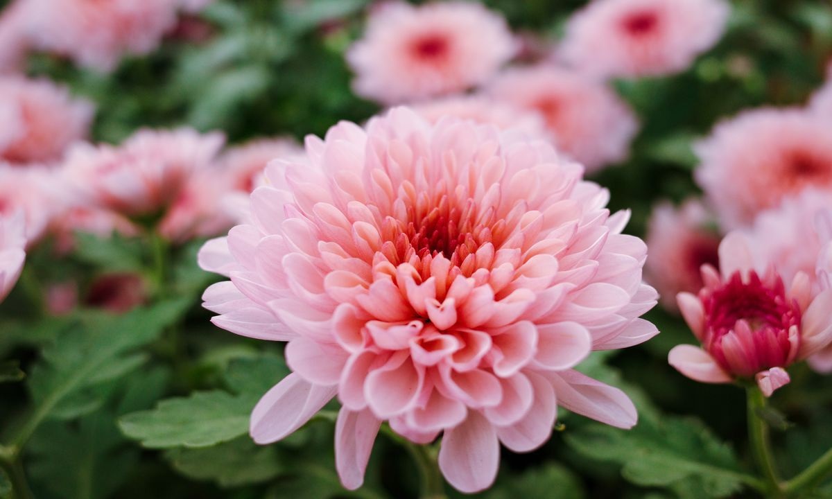 Хризантемы пользуются большой популярностью среди украинских садоводов.