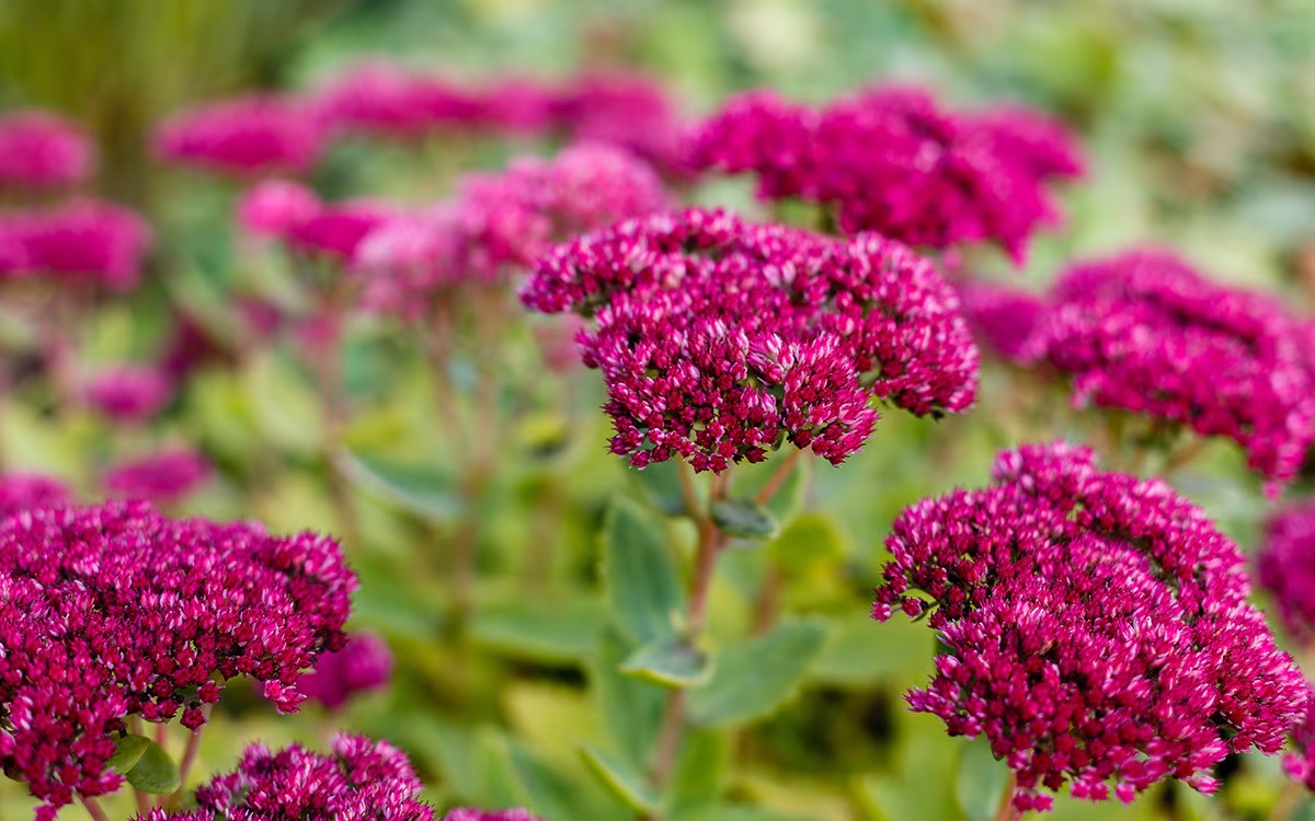 Седумы – это неприхотливые растения, которые прекрасно адаптируются к засушливым условиям благодаря своим накапливающим влагу листьям.